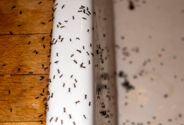 Best Pest Prevention Services  in Center Moriches, NY